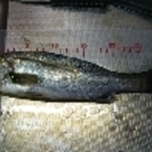 釣り魚料理 セイゴの塩焼き レシピ 作り方 By 釣りシン 楽天レシピ 釣り魚料理 セイゴの塩焼き レシピ 作り方 By 釣りシン 楽天レシピ